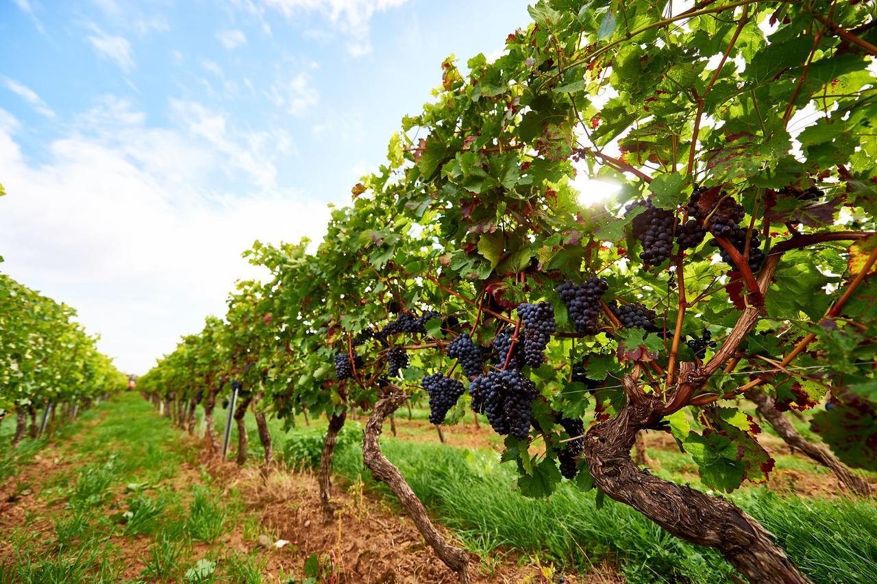 Dohlmuehle Hotel & Weingut Flonheim Kültér fotó